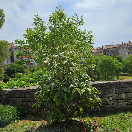 Dulcis Domus